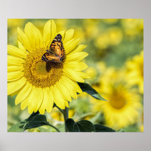Terrain de tournesol avec affiche de papillon