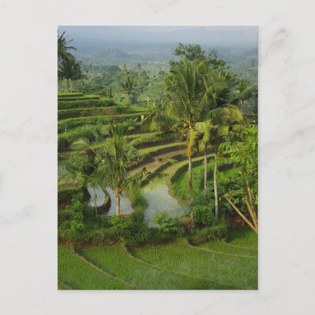 Terrasse Ricefield in Bali Postkarte (Vorderseite)