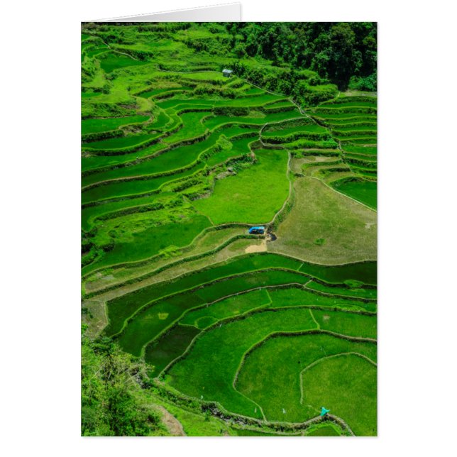 Terrassen für grünen Reis, Philippinen (Vorne)
