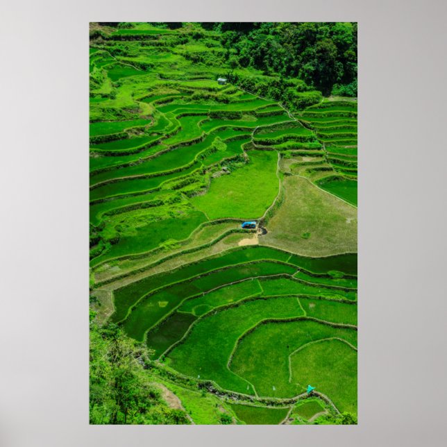 Terrassen für grünen Reis, Philippinen Poster (Vorne)