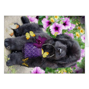 Terre-Neuve par jour ensoleillé