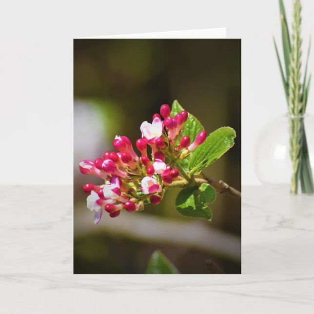 Terre verte, carte (Devant)