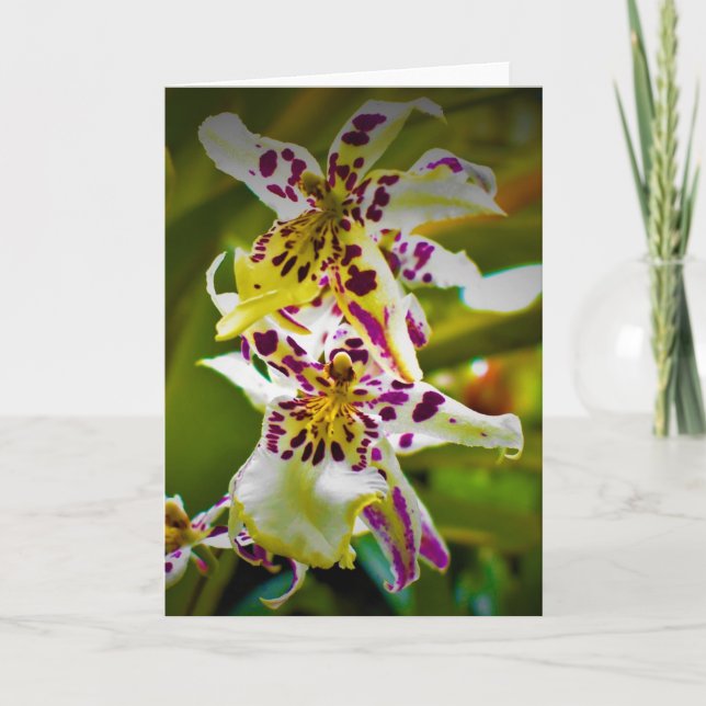 Terre verte, carte (Devant)