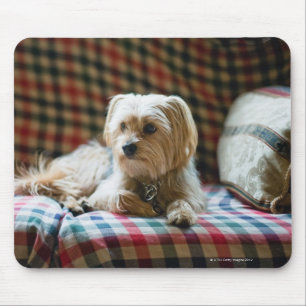 Terrier auf karierter Decke Mousepad