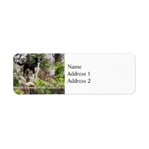 Terrier auf Wachtposten