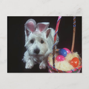 Terrier Bunny - Postcard Postkarte