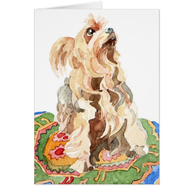 Terrier de Yorkshire 2012 (Devant)