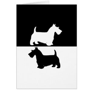 terrier écossais