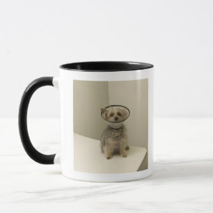 Terrier-Hund, der schützenden Kragen trägt Tasse