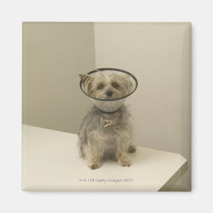 Terrier Hund mit Schutzkragen Magnet