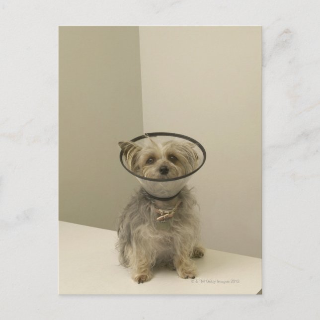 Terrier Hund mit Schutzkragen, nah Postkarte (Vorderseite)