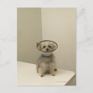 Terrier Hund mit Schutzkragen Postkarte