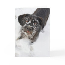 Terrier mit einem schneebedeckten Nase Weihnachten
