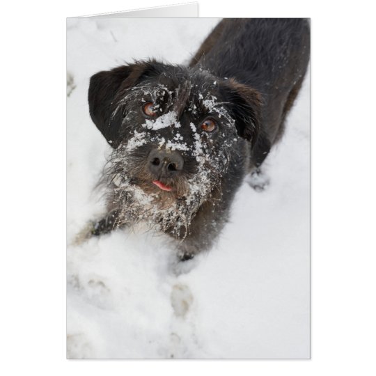 Terrier mit einem schneebedeckten Nase Weihnachten Karte