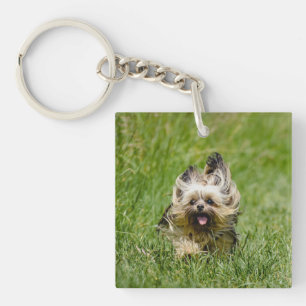 Terrier Yorkshire mignon Traversant L'Herbe