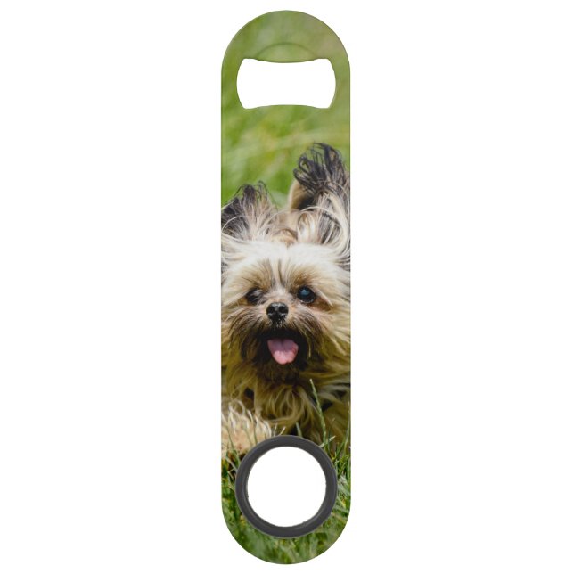 Terrier Yorkshire mignon Traversant L'Herbe (Devant)