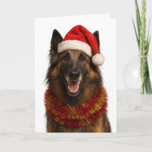 Tervuren avec un chapeau de Père Noël carte de Noë