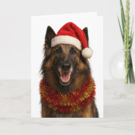 Tervuren in a Santa hat Christmas card Karte