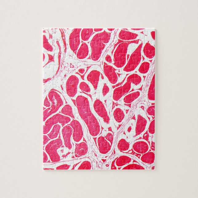 Testikel-Zellen unter dem Mikroskop (Vertikal)