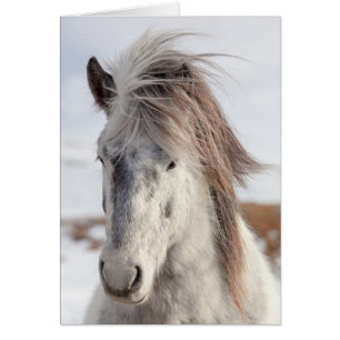 Tête de cheval islandais blanc