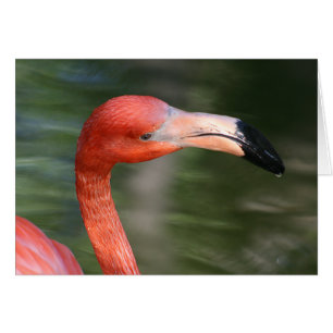 Tête de Flamant rose rose-orange