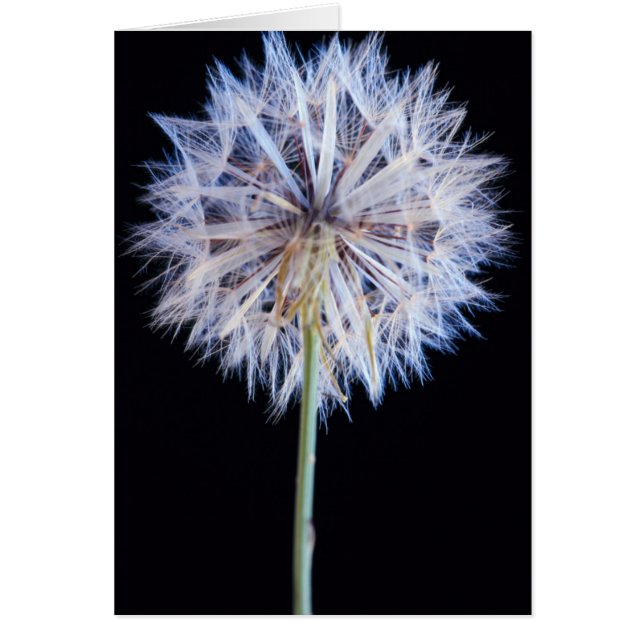 Tête de graine de Pissenlit (Taraxacum Officinale) (Devant)