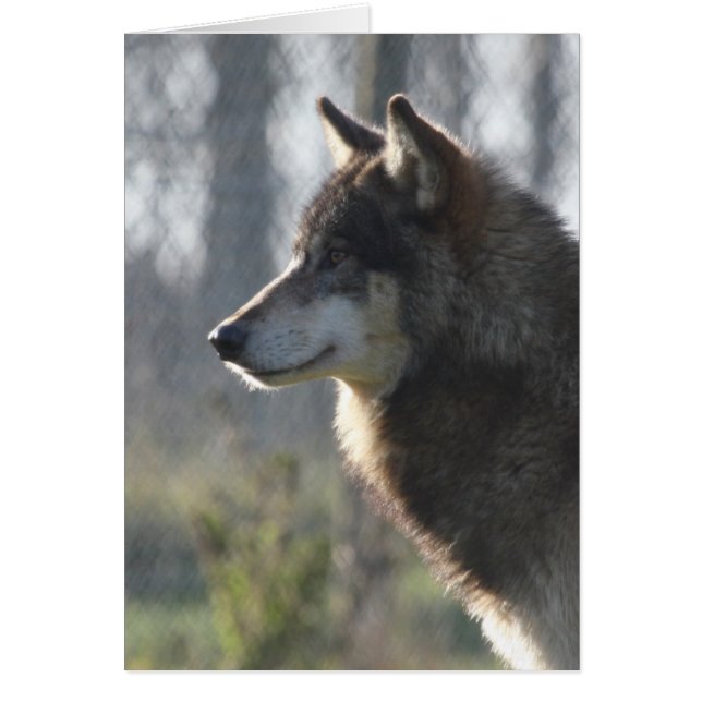 Tête de loup (Devant)