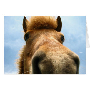 Tête de poney de l'Islande