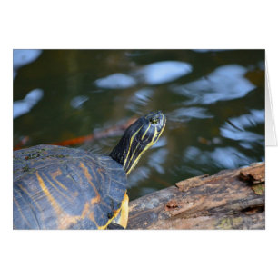 tête de tortue d'eau glissante hors de la coquille