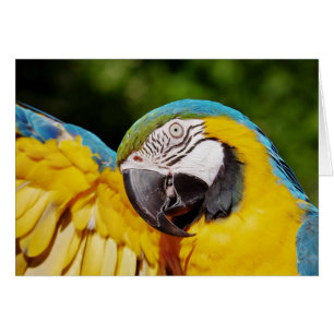 Tête d'un Macaw bleu et jaune