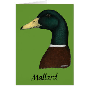 Tête Mallard Drake