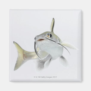 Tete Seewels (Hexanematichthys seemanni) 2 Magnet