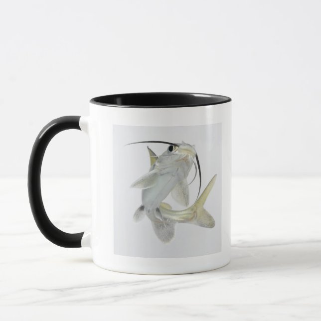 Tete Seewels (Hexanematichthys seemanni) Tasse (Links)
