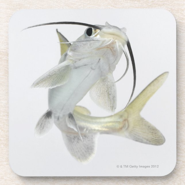 Tete Seewels (Hexanematichthys seemanni) Untersetzer (Vorderseite)