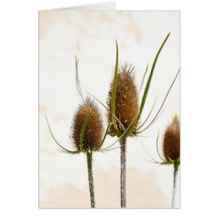 têtes de chardon sur abstrait