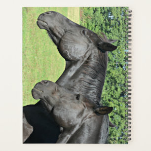 Têtes de Cheval Noir en Profil Paisible