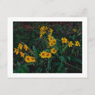 "Teton Balsamroot" Postkarte