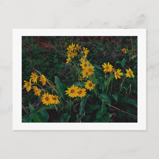 "Teton Balsamroot" Postkarte (Vorderseite)