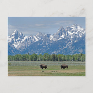 Teton Buffalo Postcard Postkarte