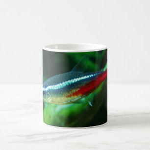 Tetra- Fischeneonparacheirodon Innesi Kaffeetasse