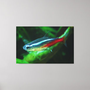 Tetra- Fischeneonparacheirodon Innesi Leinwanddruck