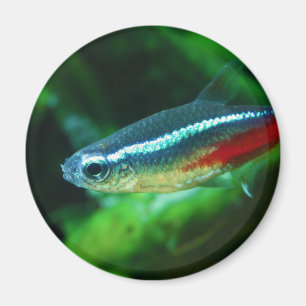 Tetra- Fischeneonparacheirodon Innesi Magnet