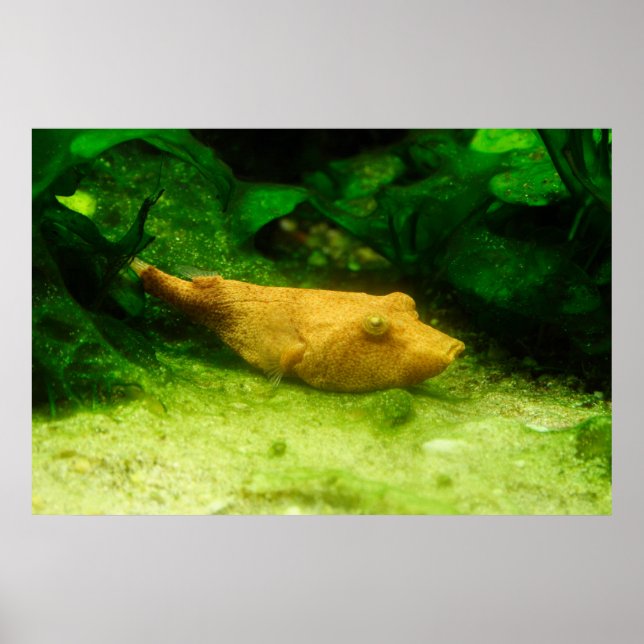Tetraodon miurus poster (Vorne)