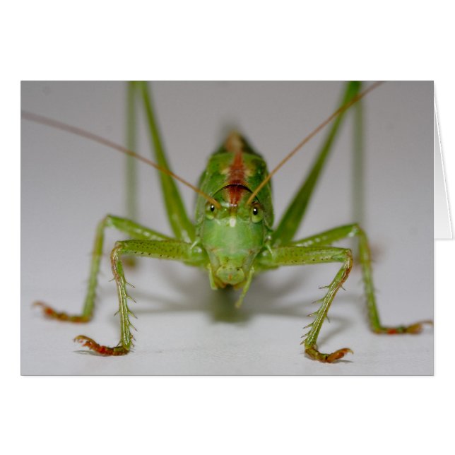 Tettigonia viridissima (Vorderseite (Horizontal))