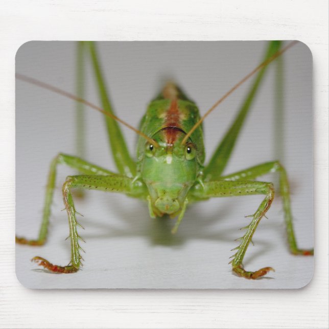 Tettigonia viridissima mousepad (Vorne)
