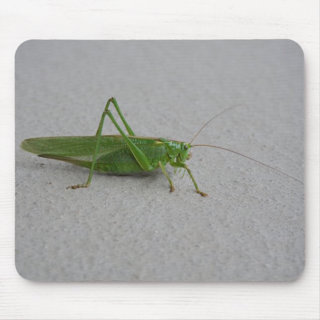 Tettigonia viridissima mousepad (Vorne)