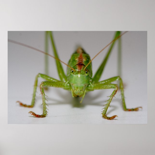 Tettigonia viridissima poster (Vorne)