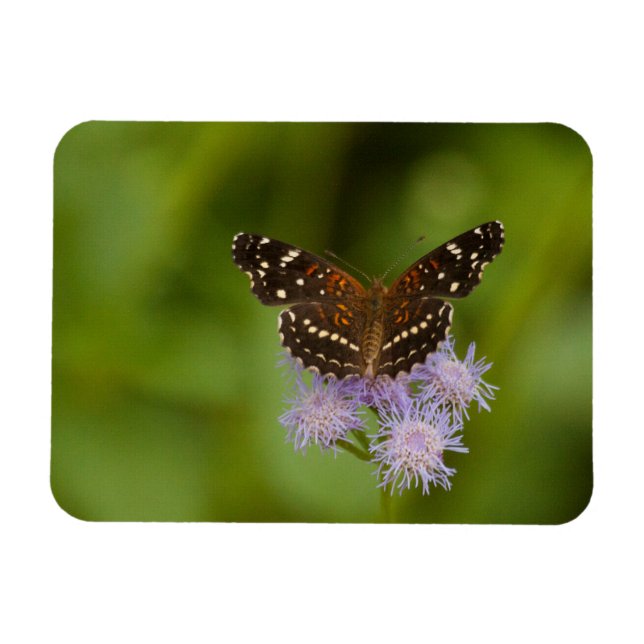 Texan Crescent Butterfly Magnet (Horizontal)