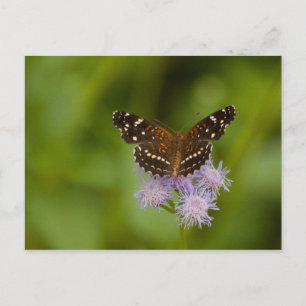 Texan Crescent Butterfly Postkarte