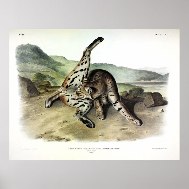 Texan Lynx (Bobcat, Red Lynx) (Lynx Rufus) Poster (Vorne)